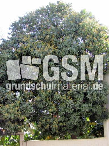 162 Al Hamra, Mangobaum.JPG